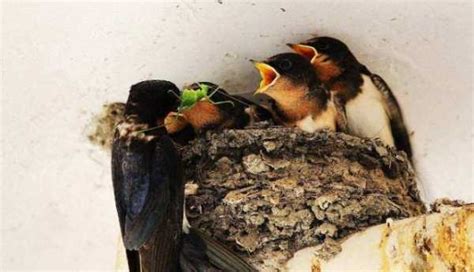 燕子在屋簷下築巢